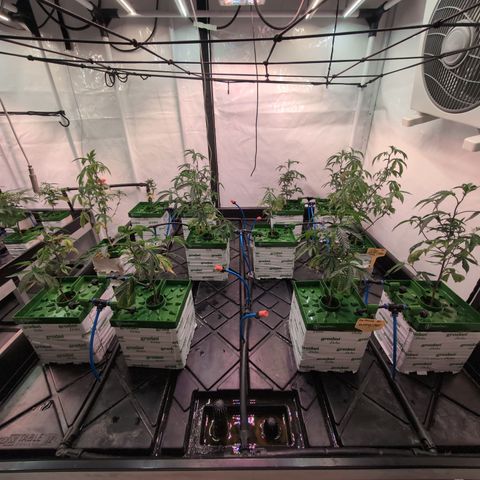 Weeding Cake - Dos Manolos , RQS Critical, Blueberry Headband, Caramelice, Rainbow Belts, Chauffeur, Baby Jokerz, K-Mintz, Washing Machine, ChemPie, Acid Orange, The Church, Amnesia S1 ,Critical Kali, Kushberry growlog timeline photo