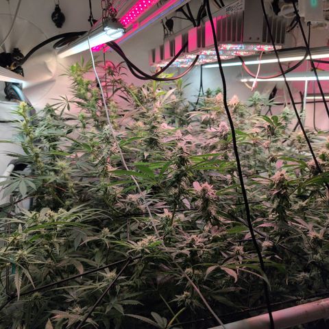 Weeding Cake - Dos Manolos , RQS Critical, Blueberry Headband, Caramelice, Rainbow Belts, Chauffeur, Baby Jokerz, K-Mintz, Washing Machine, ChemPie, Acid Orange, The Church, Amnesia S1 ,Critical Kali, Kushberry growlog timeline photo