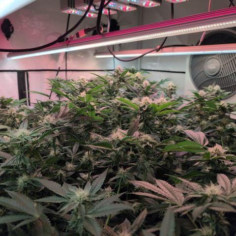 Weeding Cake - Dos Manolos , RQS Critical, Blueberry Headband, Caramelice, Rainbow Belts, Chauffeur, Baby Jokerz, K-Mintz, Washing Machine, ChemPie, Acid Orange, The Church, Amnesia S1 ,Critical Kali, Kushberry growlog timeline photo