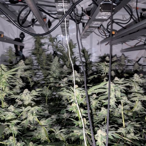Weeding Cake - Dos Manolos , RQS Critical, Blueberry Headband, Caramelice, Rainbow Belts, Chauffeur, Baby Jokerz, K-Mintz, Washing Machine, ChemPie, Acid Orange, The Church, Amnesia S1 ,Critical Kali, Kushberry growlog timeline photo