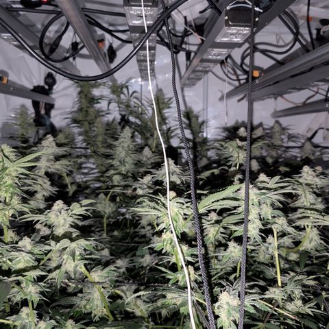 Weeding Cake - Dos Manolos , RQS Critical, Blueberry Headband, Caramelice, Rainbow Belts, Chauffeur, Baby Jokerz, K-Mintz, Washing Machine, ChemPie, Acid Orange, The Church, Amnesia S1 ,Critical Kali, Kushberry growlog timeline photo