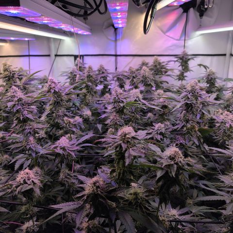 Weeding Cake - Dos Manolos , RQS Critical, Blueberry Headband, Caramelice, Rainbow Belts, Chauffeur, Baby Jokerz, K-Mintz, Washing Machine, ChemPie, Acid Orange, The Church, Amnesia S1 ,Critical Kali, Kushberry growlog timeline photo