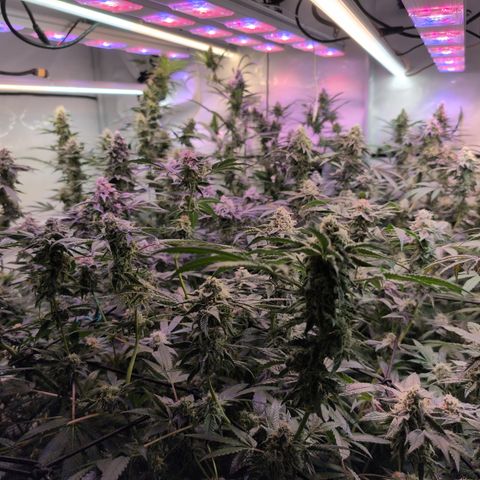 Weeding Cake - Dos Manolos , RQS Critical, Blueberry Headband, Caramelice, Rainbow Belts, Chauffeur, Baby Jokerz, K-Mintz, Washing Machine, ChemPie, Acid Orange, The Church, Amnesia S1 ,Critical Kali, Kushberry growlog timeline photo