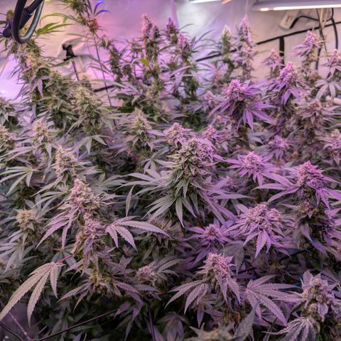 Weeding Cake - Dos Manolos , RQS Critical, Blueberry Headband, Caramelice, Rainbow Belts, Chauffeur, Baby Jokerz, K-Mintz, Washing Machine, ChemPie, Acid Orange, The Church, Amnesia S1 ,Critical Kali, Kushberry growlog timeline photo