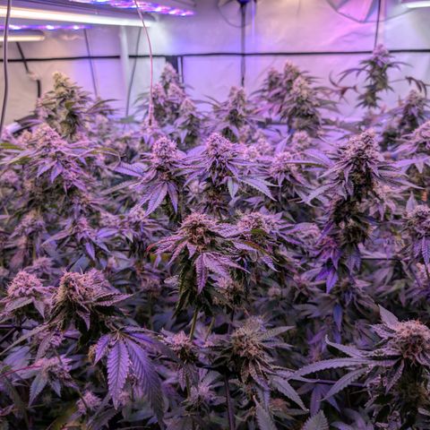 Weeding Cake - Dos Manolos , RQS Critical, Blueberry Headband, Caramelice, Rainbow Belts, Chauffeur, Baby Jokerz, K-Mintz, Washing Machine, ChemPie, Acid Orange, The Church, Amnesia S1 ,Critical Kali, Kushberry growlog timeline photo