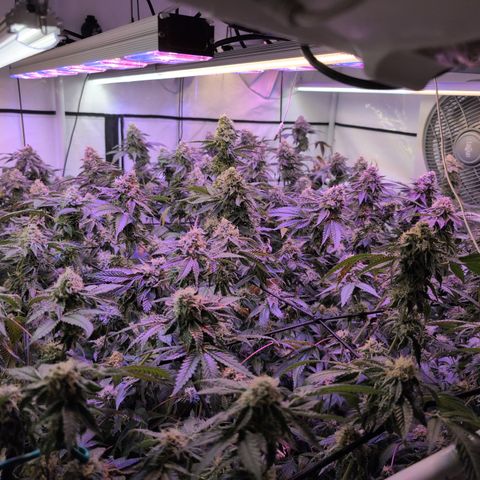 Weeding Cake - Dos Manolos , RQS Critical, Blueberry Headband, Caramelice, Rainbow Belts, Chauffeur, Baby Jokerz, K-Mintz, Washing Machine, ChemPie, Acid Orange, The Church, Amnesia S1 ,Critical Kali, Kushberry growlog timeline photo