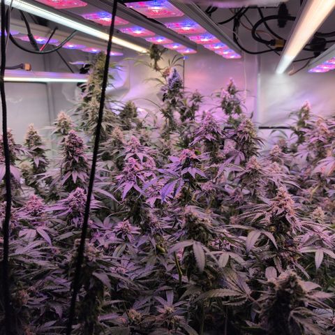 Weeding Cake - Dos Manolos , RQS Critical, Blueberry Headband, Caramelice, Rainbow Belts, Chauffeur, Baby Jokerz, K-Mintz, Washing Machine, ChemPie, Acid Orange, The Church, Amnesia S1 ,Critical Kali, Kushberry growlog timeline photo