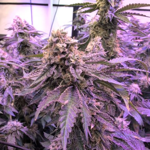 Weeding Cake - Dos Manolos , RQS Critical, Blueberry Headband, Caramelice, Rainbow Belts, Chauffeur, Baby Jokerz, K-Mintz, Washing Machine, ChemPie, Acid Orange, The Church, Amnesia S1 ,Critical Kali, Kushberry growlog timeline photo