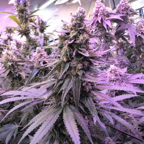 Weeding Cake - Dos Manolos , RQS Critical, Blueberry Headband, Caramelice, Rainbow Belts, Chauffeur, Baby Jokerz, K-Mintz, Washing Machine, ChemPie, Acid Orange, The Church, Amnesia S1 ,Critical Kali, Kushberry growlog timeline photo