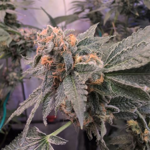 Weeding Cake - Dos Manolos , RQS Critical, Blueberry Headband, Caramelice, Rainbow Belts, Chauffeur, Baby Jokerz, K-Mintz, Washing Machine, ChemPie, Acid Orange, The Church, Amnesia S1 ,Critical Kali, Kushberry growlog timeline photo