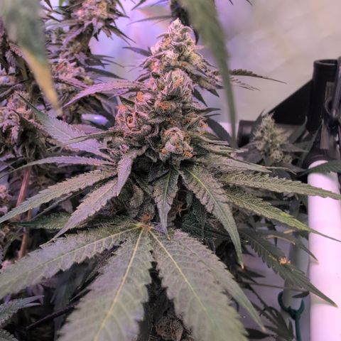 Weeding Cake - Dos Manolos , RQS Critical, Blueberry Headband, Caramelice, Rainbow Belts, Chauffeur, Baby Jokerz, K-Mintz, Washing Machine, ChemPie, Acid Orange, The Church, Amnesia S1 ,Critical Kali, Kushberry growlog timeline photo
