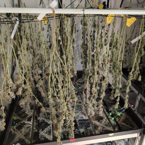 Weeding Cake - Dos Manolos , RQS Critical, Blueberry Headband, Caramelice, Rainbow Belts, Chauffeur, Baby Jokerz, K-Mintz, Washing Machine, ChemPie, Acid Orange, The Church, Amnesia S1 ,Critical Kali, Kushberry growlog photo: Perfekte Dry Conditions