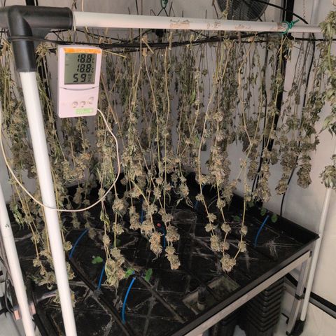 Weeding Cake - Dos Manolos , RQS Critical, Blueberry Headband, Caramelice, Rainbow Belts, Chauffeur, Baby Jokerz, K-Mintz, Washing Machine, ChemPie, Acid Orange, The Church, Amnesia S1 ,Critical Kali, Kushberry growlog photo: Perfekte Dry Conditions