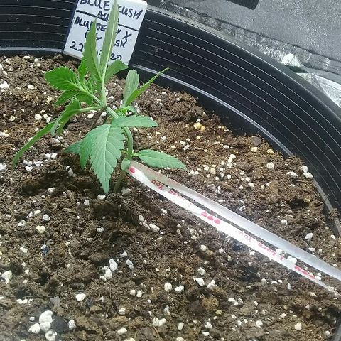 bluekush auto growlog timeline photo
