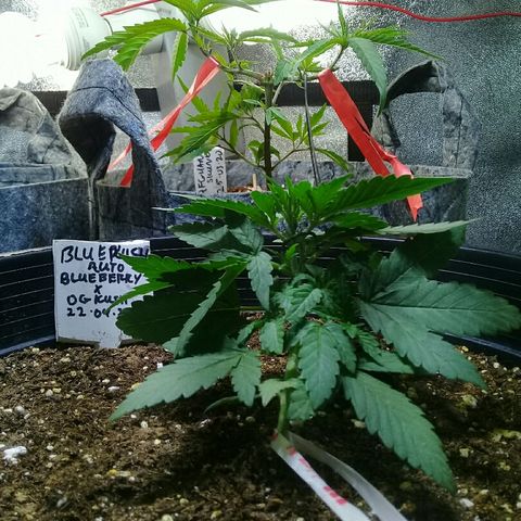 bluekush auto growlog timeline photo
