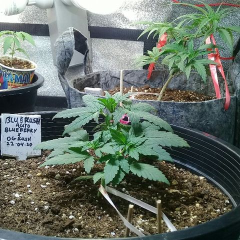 bluekush auto growlog timeline photo