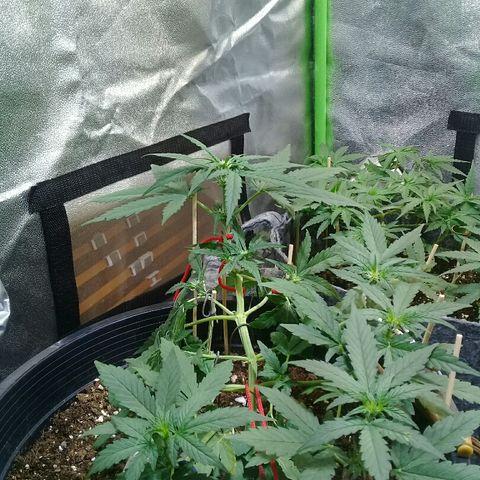 bluekush auto growlog timeline photo