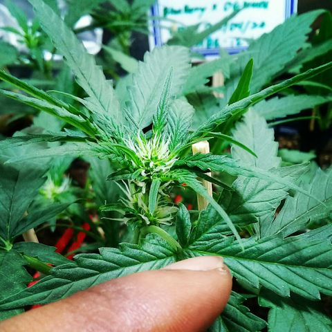 bluekush auto growlog timeline photo