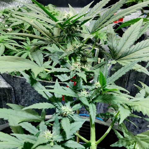 bluekush auto growlog timeline photo