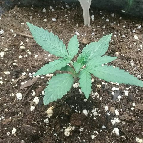 straberry cough growlog timeline photo