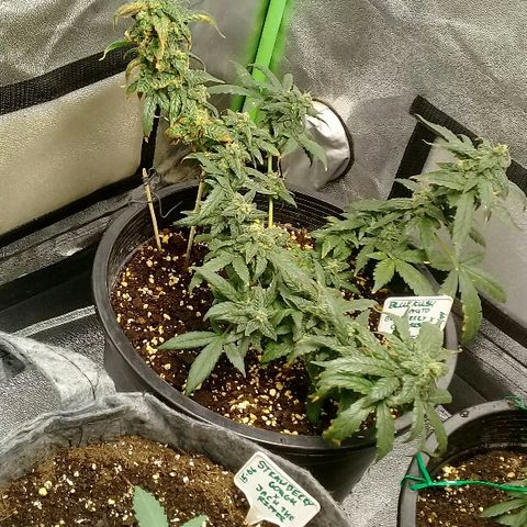bluekush auto growlog timeline photo