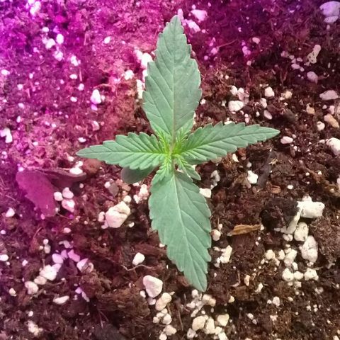 straberry cough growlog timeline photo