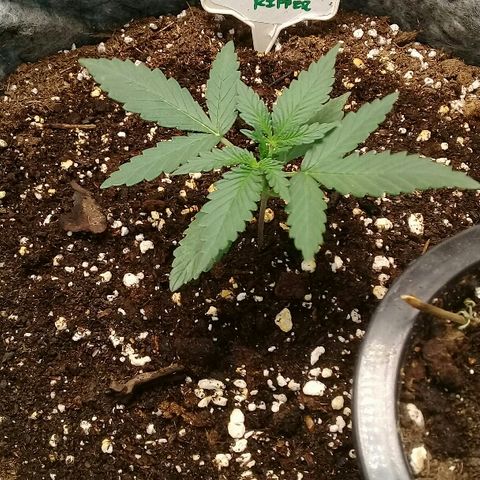 straberry cough growlog timeline photo