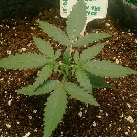 straberry cough growlog timeline photo