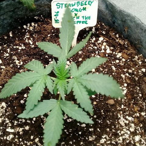 straberry cough growlog timeline photo