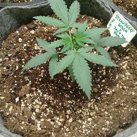 straberry cough growlog timeline photo