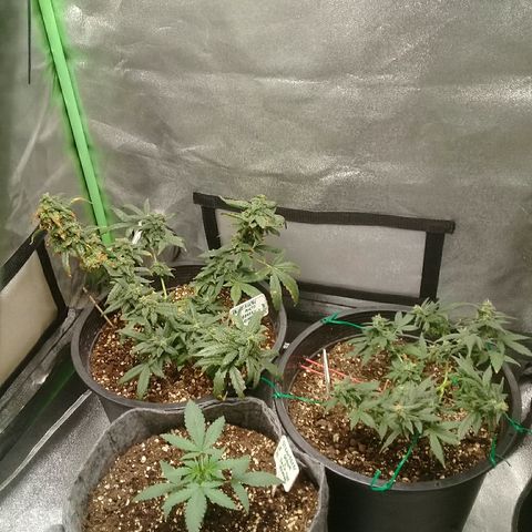bluekush auto growlog timeline photo