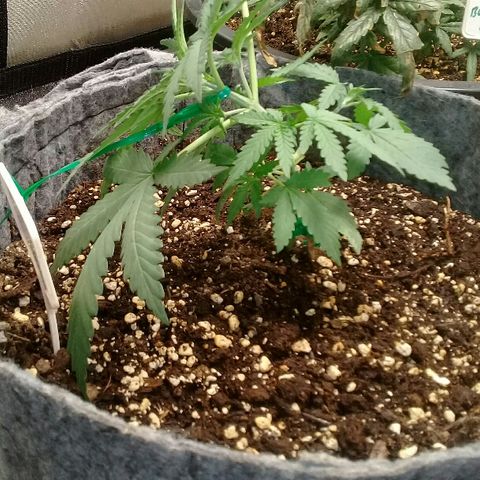 straberry cough growlog timeline photo