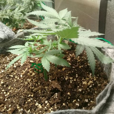 straberry cough growlog timeline photo