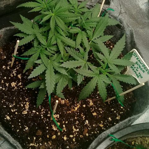 straberry cough growlog timeline photo