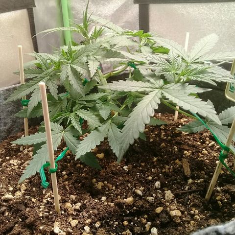 straberry cough growlog timeline photo