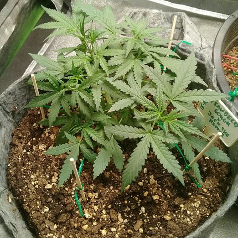 straberry cough growlog timeline photo