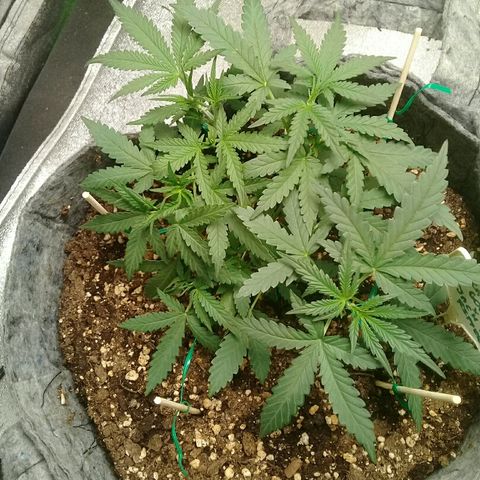 straberry cough growlog timeline photo