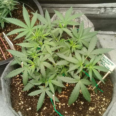 straberry cough growlog timeline photo
