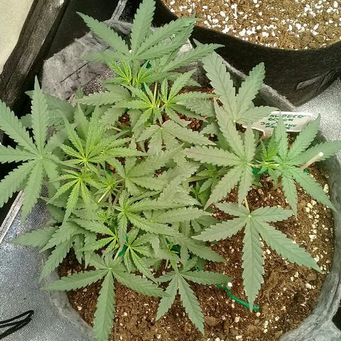 straberry cough growlog timeline photo