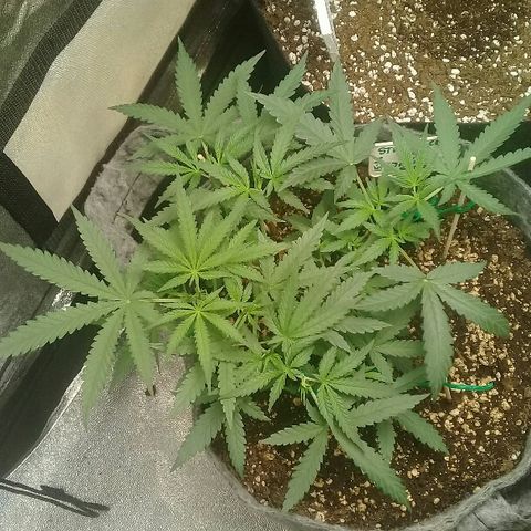 straberry cough growlog timeline photo