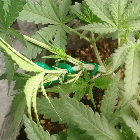 straberry cough growlog photo: LST