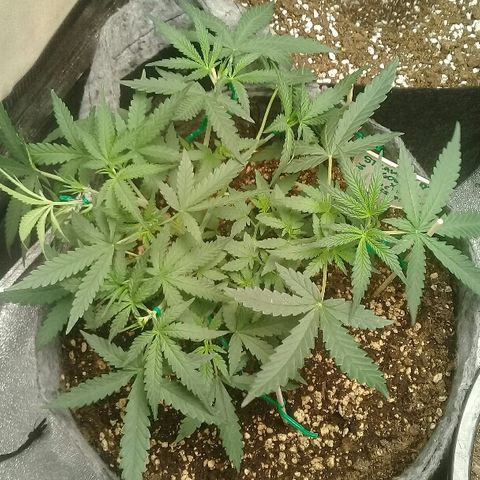 straberry cough growlog photo: LST