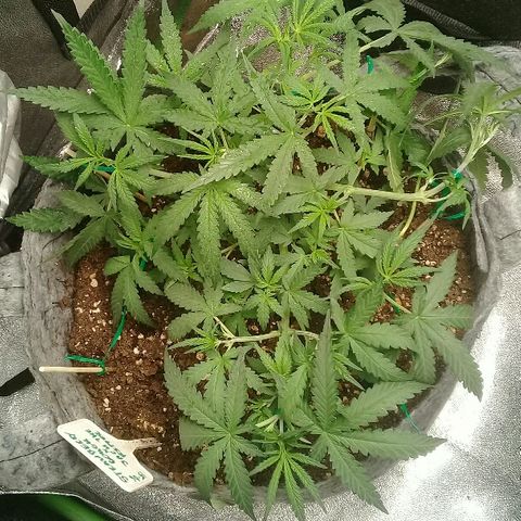 straberry cough growlog timeline photo