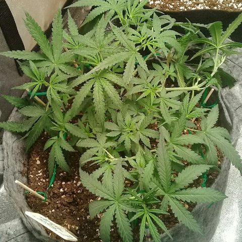 straberry cough growlog timeline photo