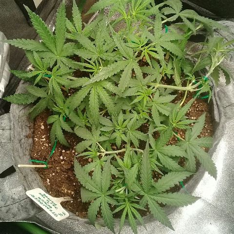 straberry cough growlog timeline photo