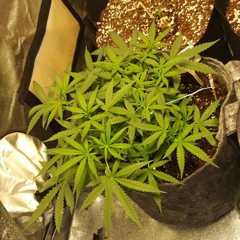 straberry cough growlog timeline photo