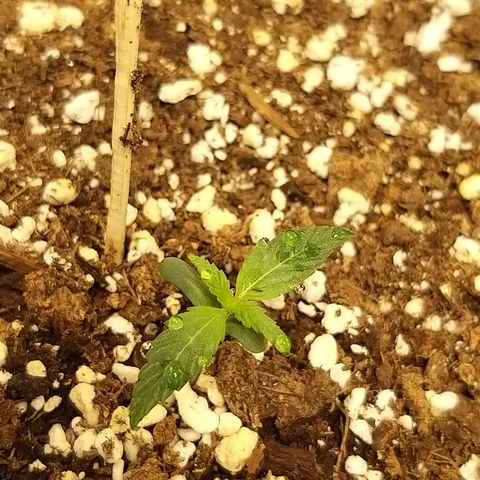 Heaven's BlueDream maggiesauto growlog timeline photo