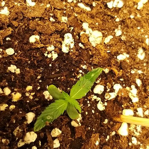 heavan's bluedream growlog timeline photo