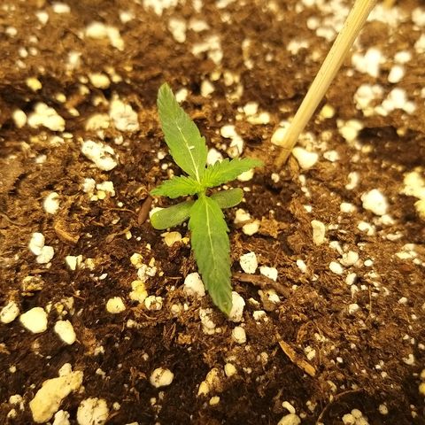 Heaven's BlueDream maggiesauto growlog timeline photo
