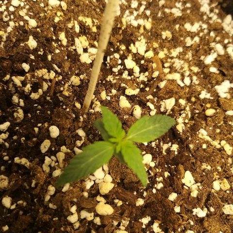 heavan's bluedream growlog timeline photo